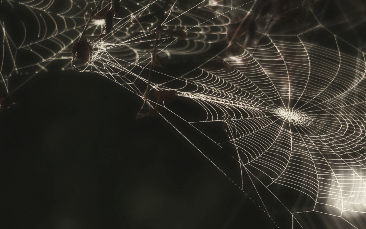 Spider Web